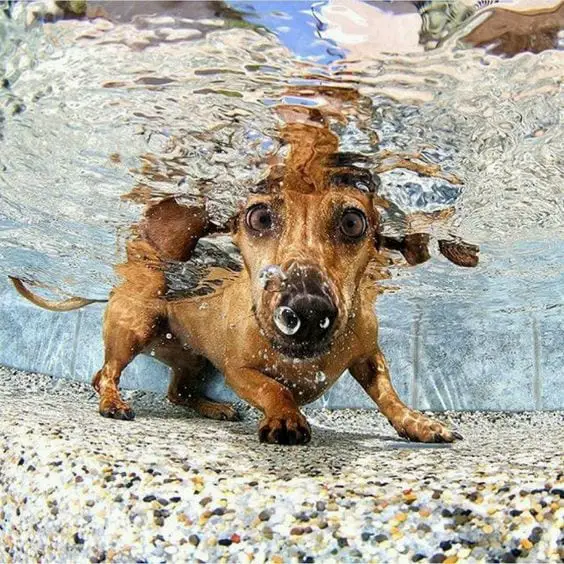 A Dachshund under the water while staring with its round big eyes