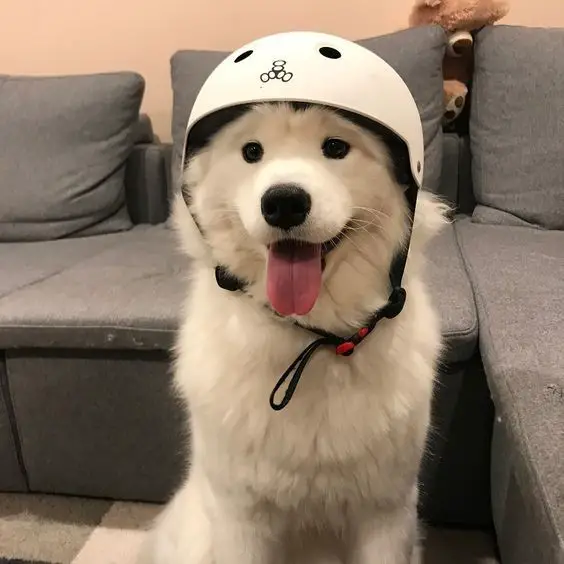 A Samoyed Dog wearing a helmet while sitting in the living room and smiling with its tongue out