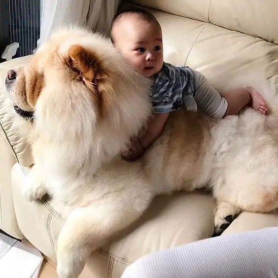 A Chow Chow lying on the couch with a baby lying on its back