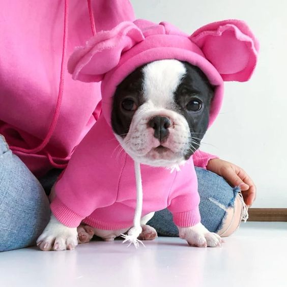 French Bulldog Puppy sitting on the floor wearing a cute pink sweater with mouse ears