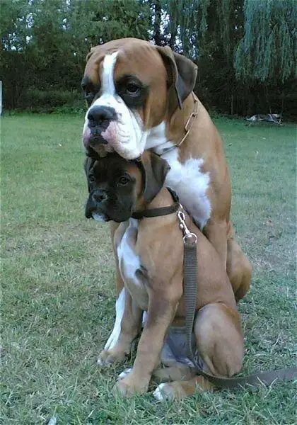 Boxer Dog sitting on the green grass with its face on top of a Boxer puppy sitting in front of him