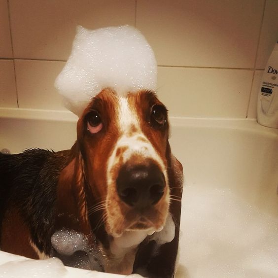 Basset Hound taking a bath in the bathtub with bubbles on top of its head