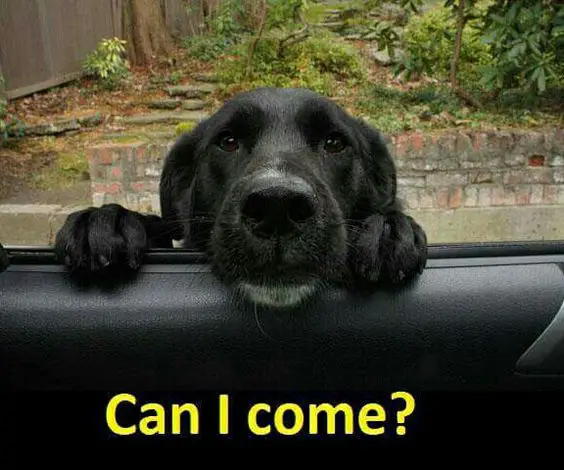 A black peeking from towards the car with its begging face and with text - Can I come?