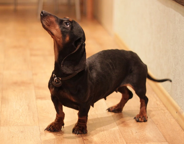 A Dachshund standing on the floor while looking up with its begging face