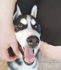 A Siberian Husky sitting beside the person while being touched on the side of its face