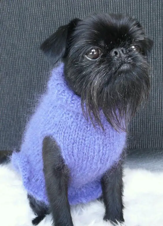 A Brussels Griffon wearing a purple sweater while sitting on the chair