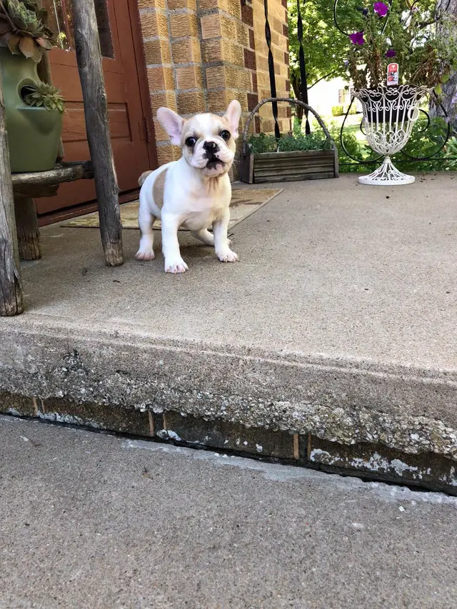 A French Bulldog puppy standing in the front porch