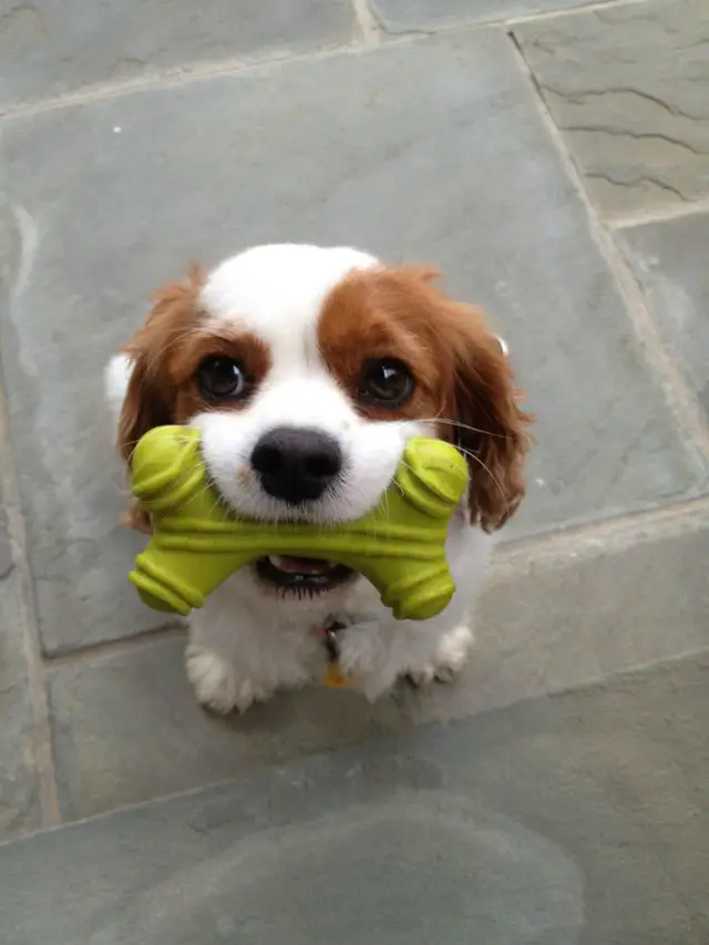 Cavalier King Charles Spaniel puppy sitting on the floor with a bone toy in its mouth
