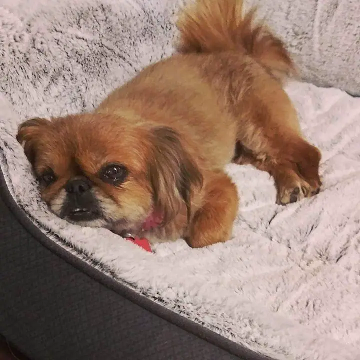 red Pekingese lying on its bed