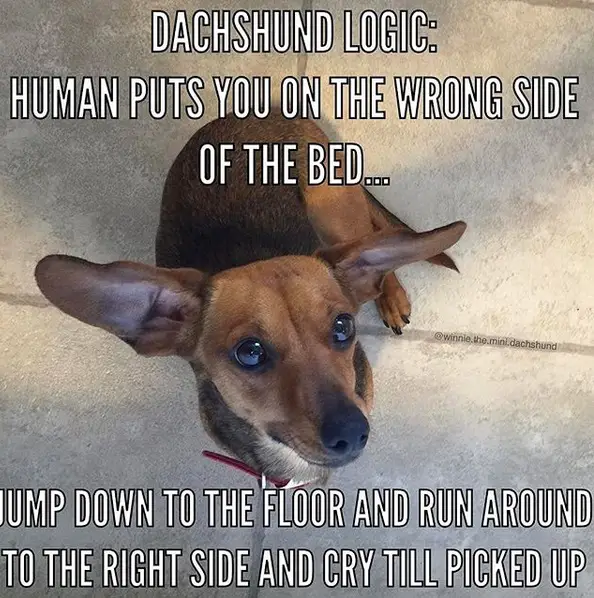 Dachshund sitting on the floor while looking up with its sad eyes photo with a text 