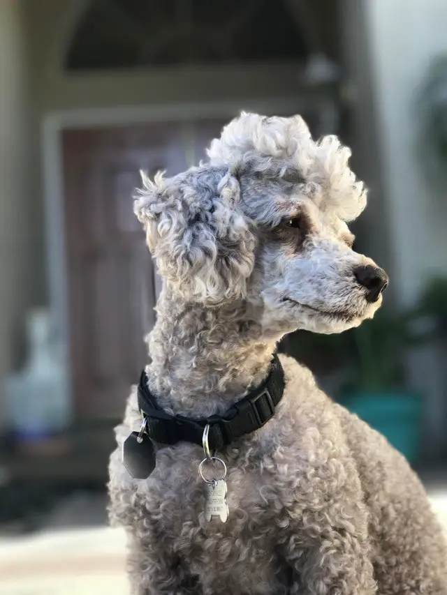 silver Poodle looking on the side
