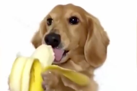 Dachshund eating a banana