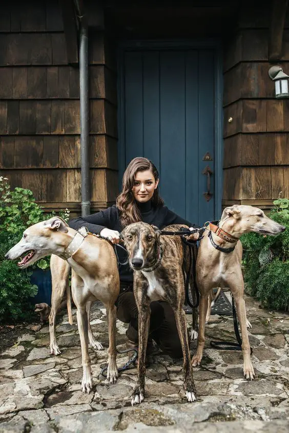 three Italian Greyhounds standing in the front door with a woman behind them