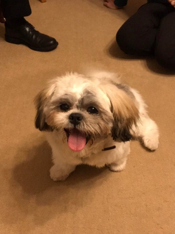 shih tzu asking to play with tongue out