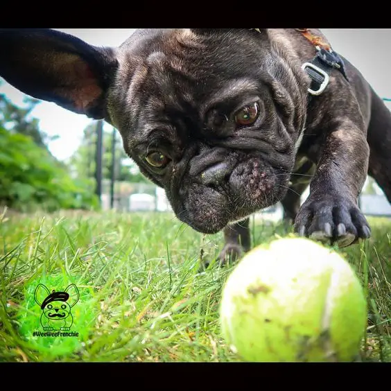 A French Bulldog playing with the tennis ball in the yard