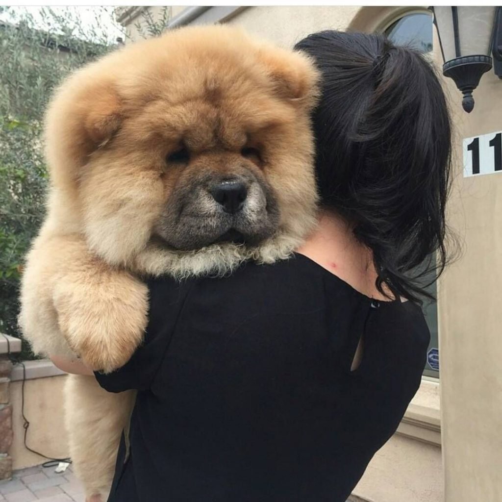 fully grown chow chow
