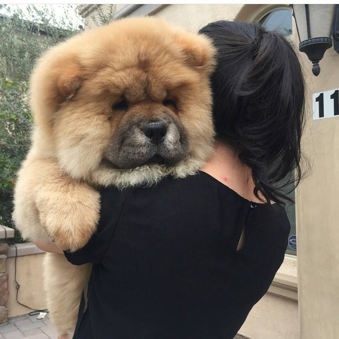 a woman holding her Chow Chow over her shoulders
