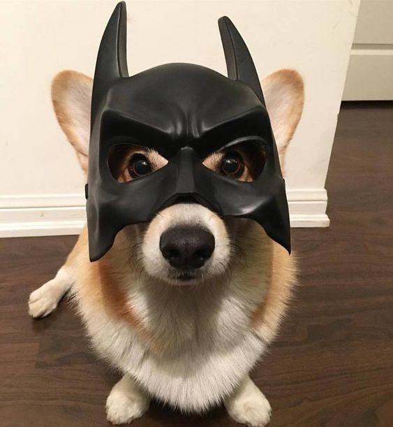 Corgi wearing a batman mask 