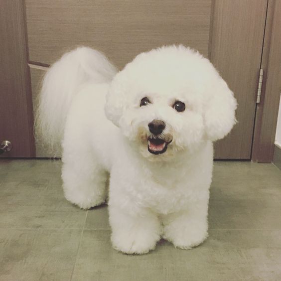 happy Bichon Frise