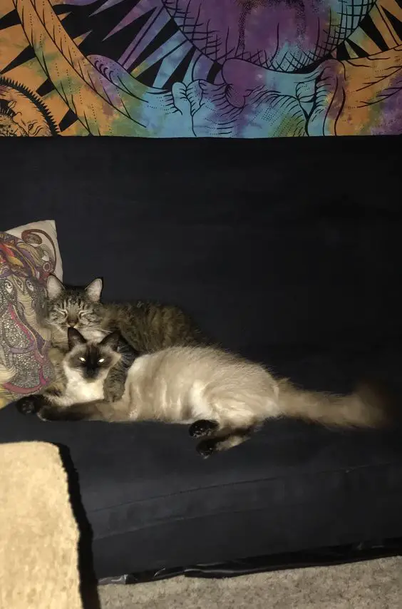 Siamese Cat sleeping on the couch while snuggled up with another cat