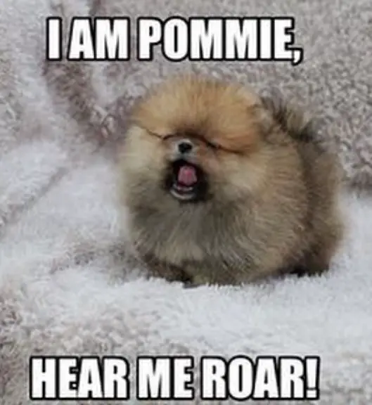 photo of a Pomeranian yawning and with text - I am a Pommie, hear me roar!