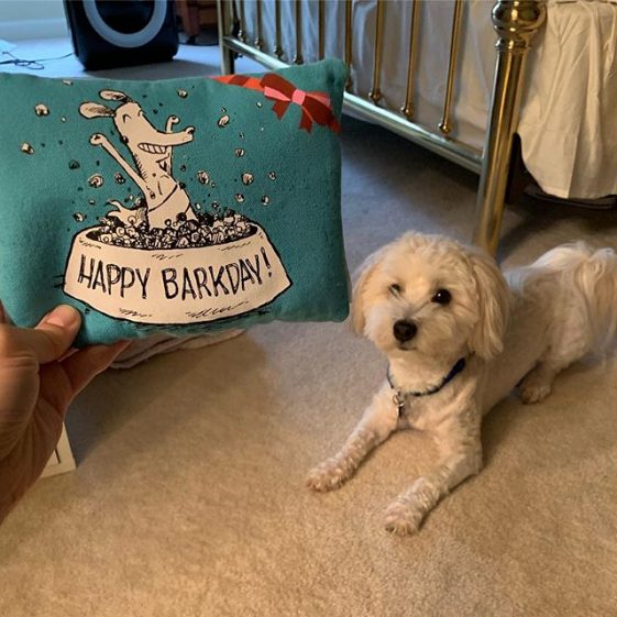 white Havanese Dog lying down on the floor while looking at the pillow with a 