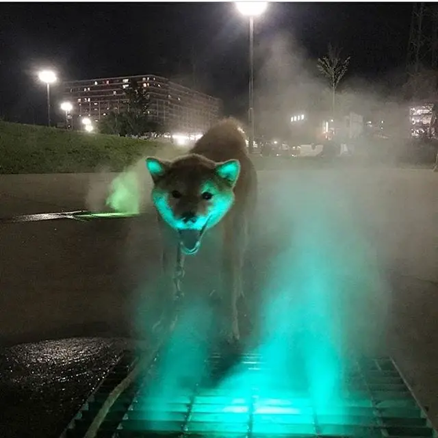 A Shiba Inu standing on top of the box on the pavement that sprays water and with light at the park