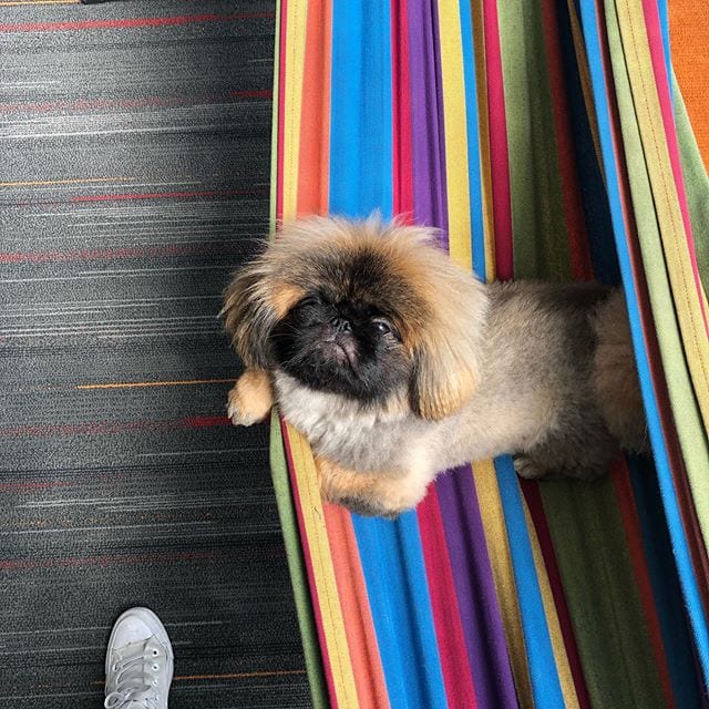 A Pekingese lying inside the hammock