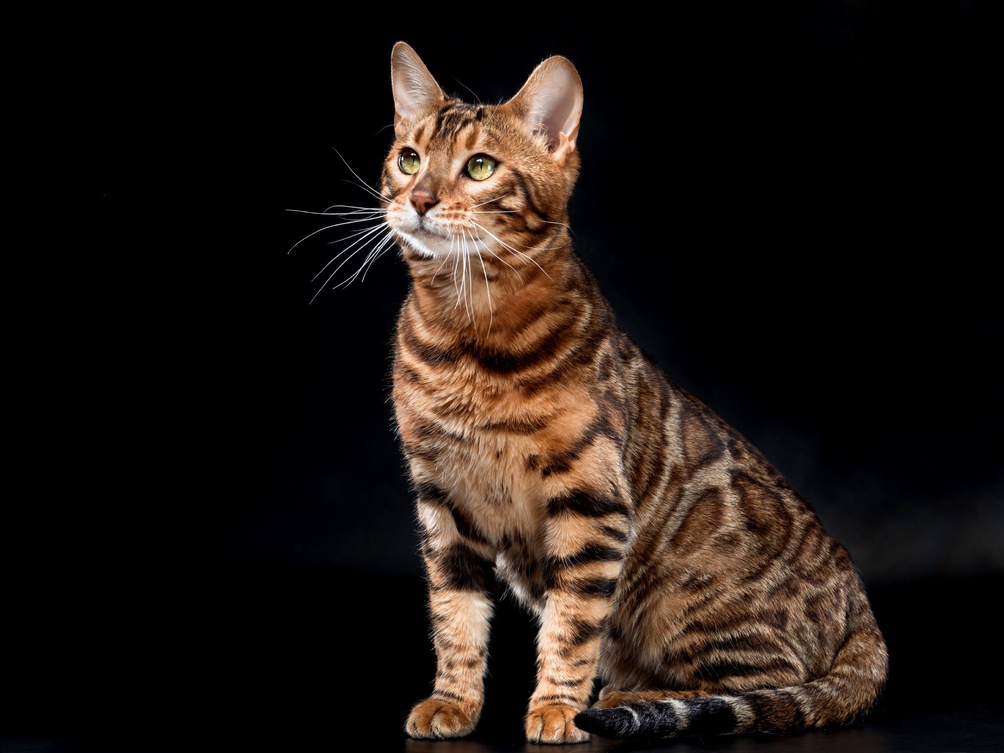 Bengal Cat sitting in an isolated black background