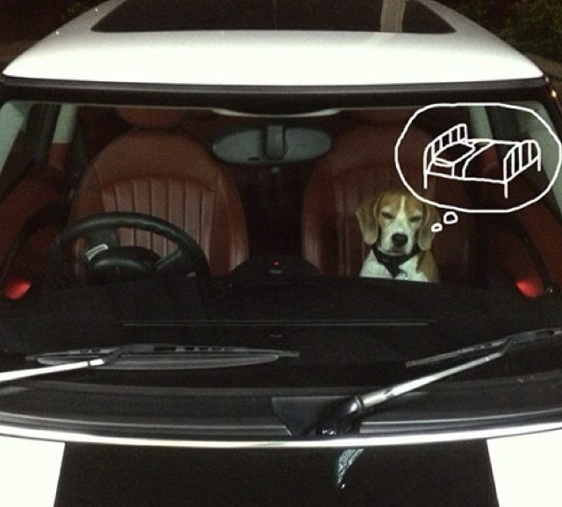 sleepy Beagle while sitting inside the car