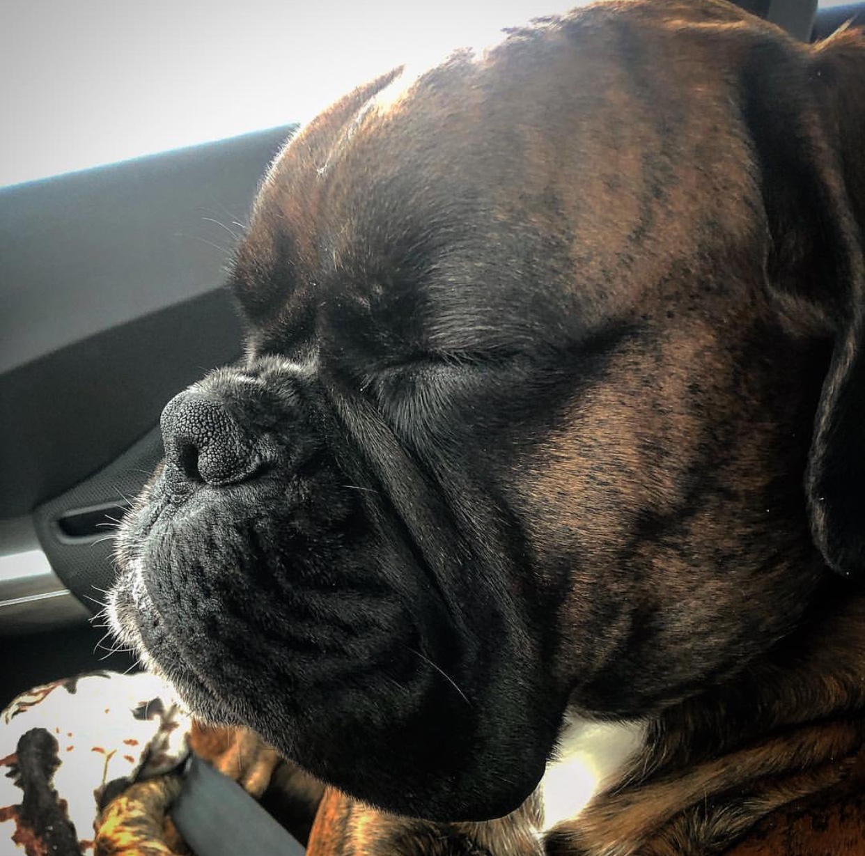 A Boxer dog sleeping inside the car