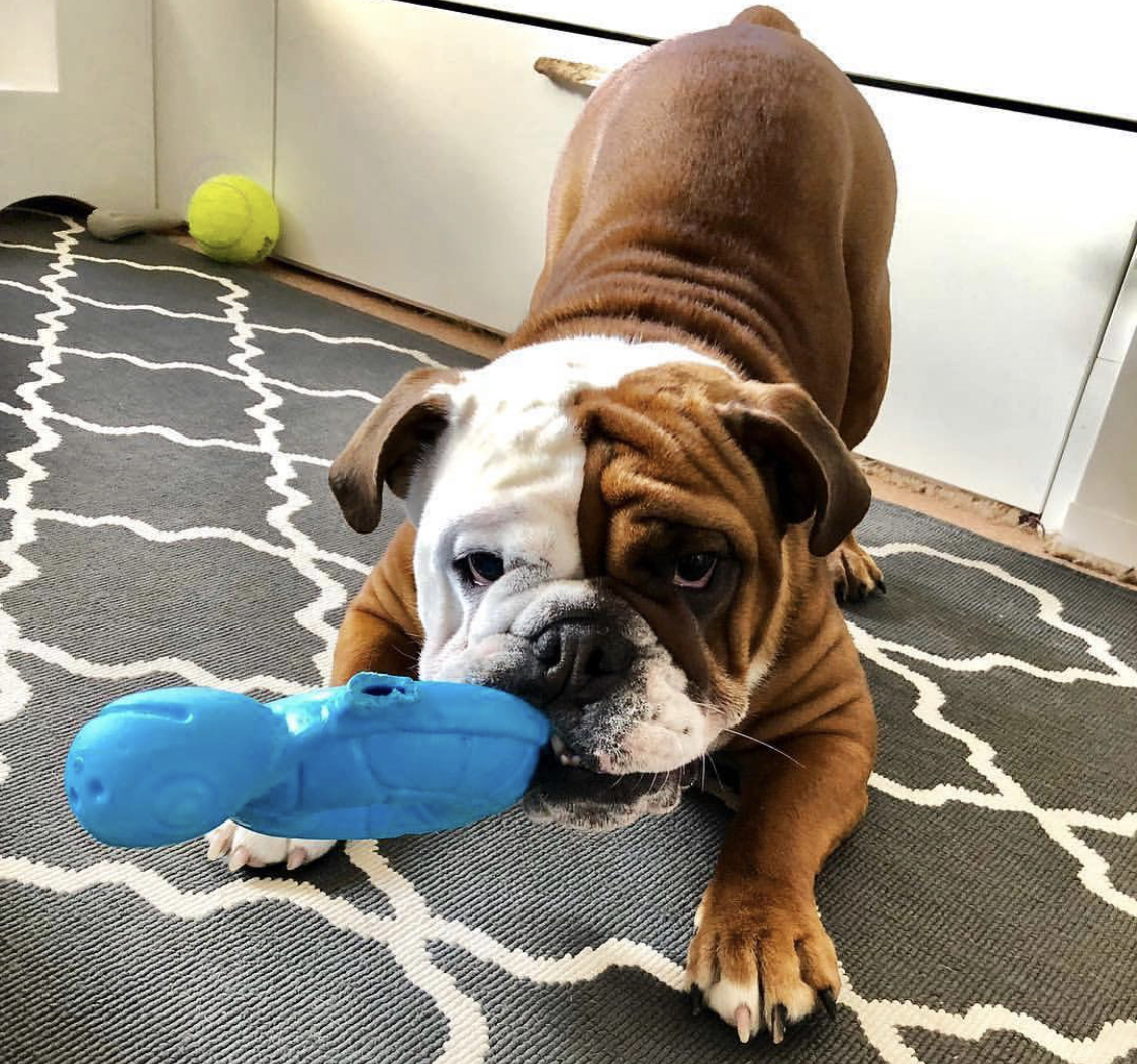A English Bulldog in a bow playing position with a turtle chew toy in its mouth