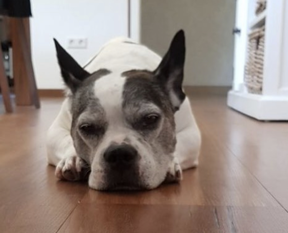 sleepy Bull Russell lying down on the floor