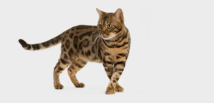 Bengal Cat walking in an isolated white background