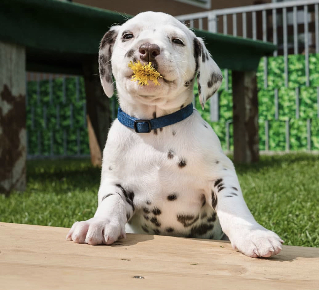 A Dalmatian puppy with a flower in its mouth while sitting on the grass behind the wooden board