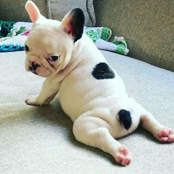 French Bulldog Puppy on the couch with it butt lying flat and looking back