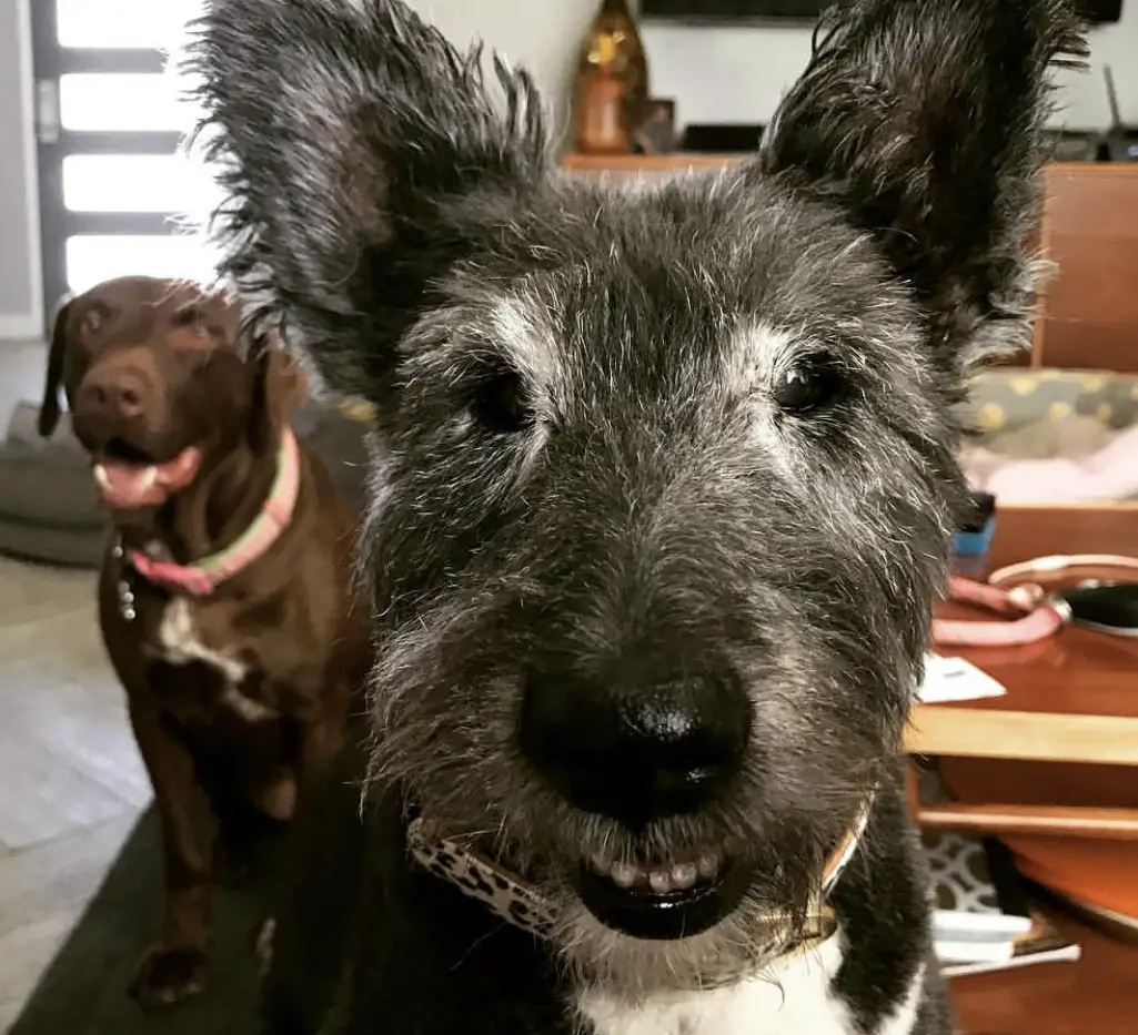 face of a happy Poodle Bull Terrier mix 