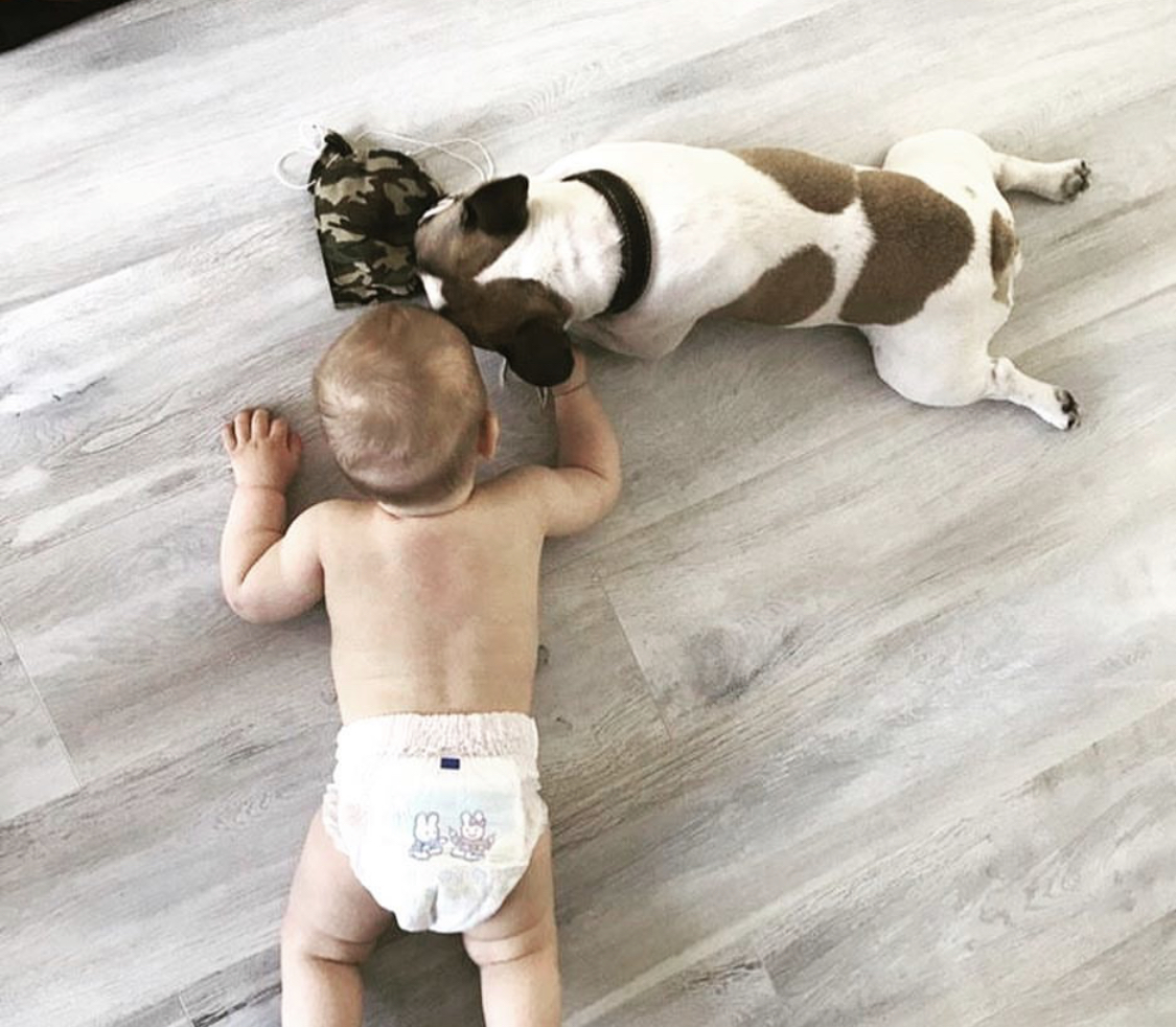 A English Bulldog playing with its toy while lying on the floor next to a baby