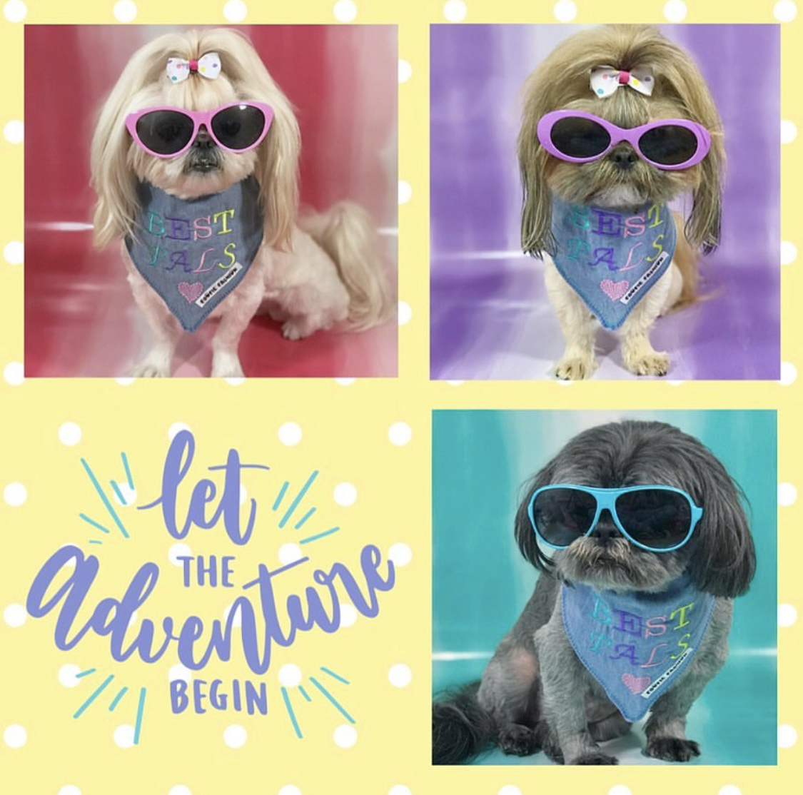 collage photo of Pekingeses wearing a denim scarf and sunglasses