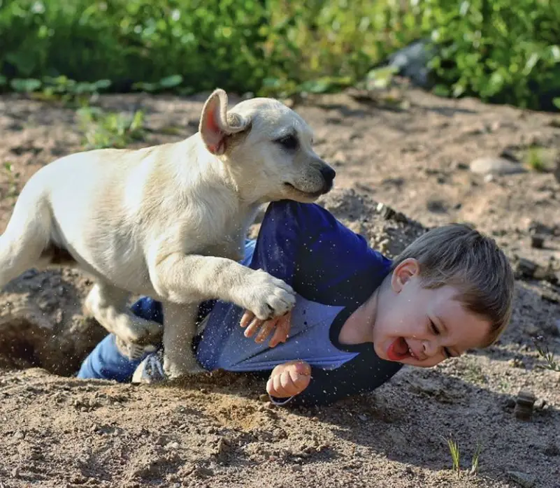A yellow Labrador Retriever puppy with a kid stuck in a hole on the ground