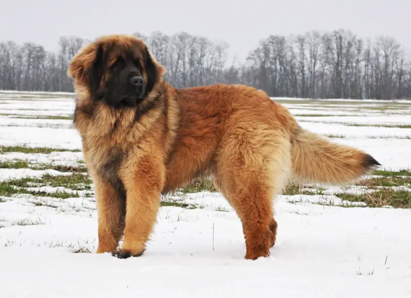 A Leonberger standing in snow