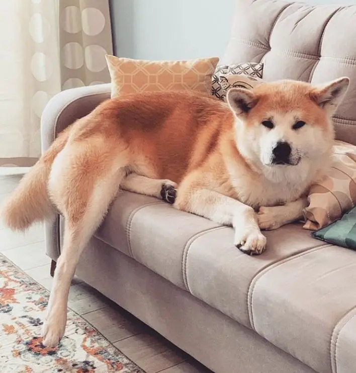 Akita lying on the couch