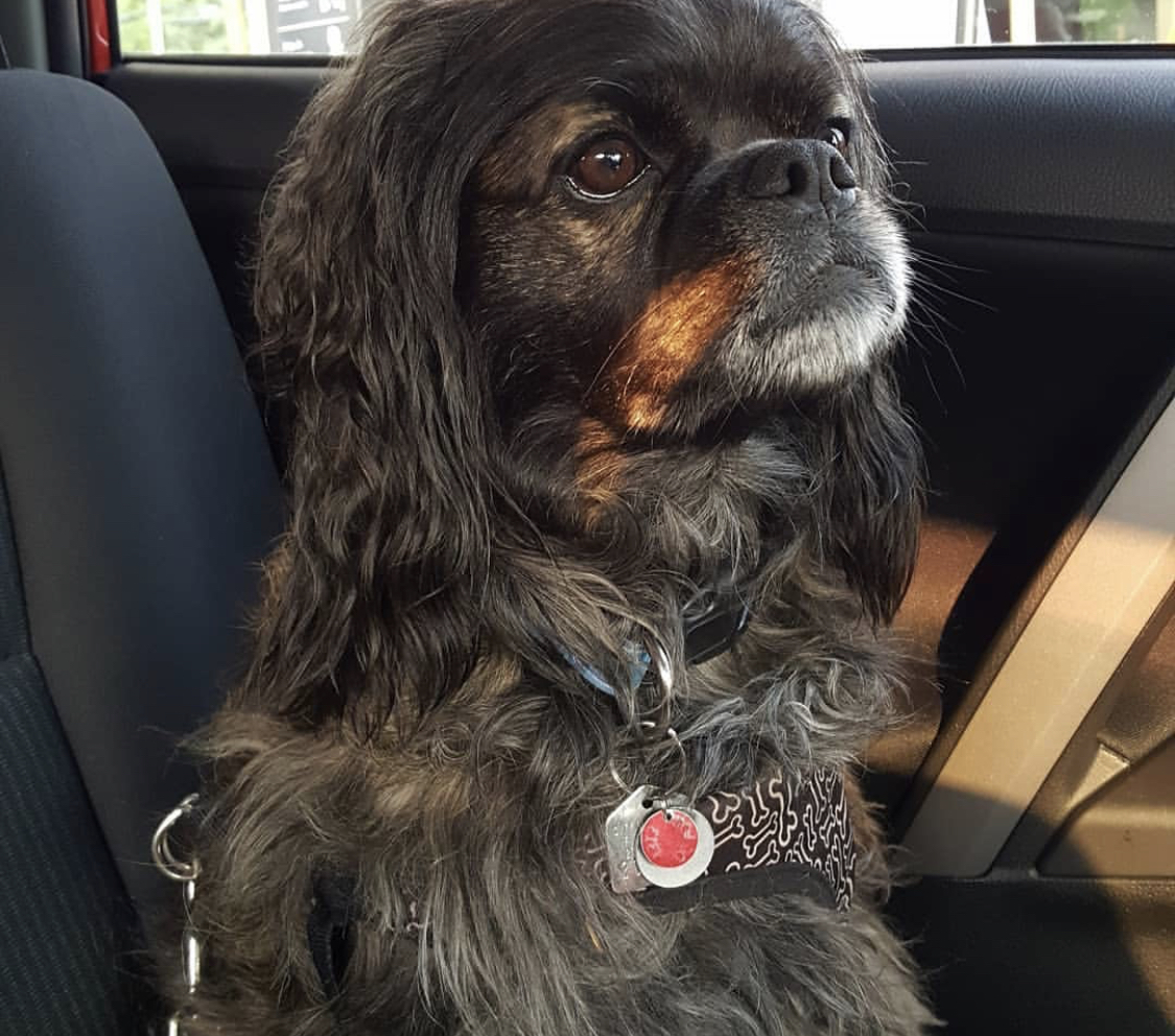 Puger Spaniel sitting in the backseat of the car