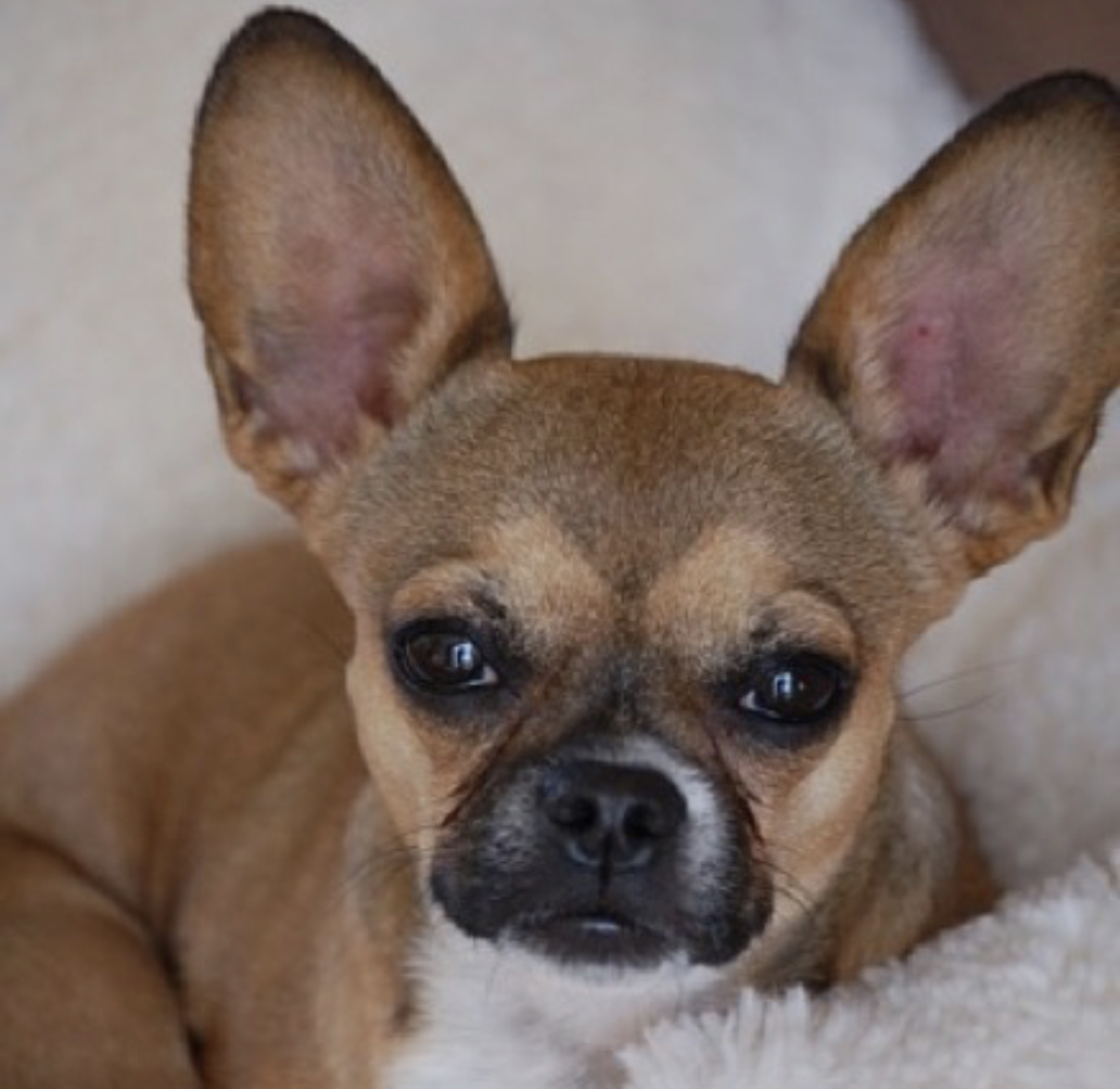 A French Bulhuahua lying on the bed