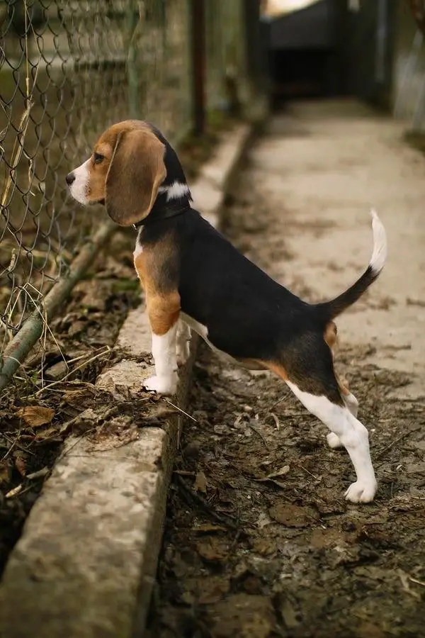 A Beagle puppy staring through the fence