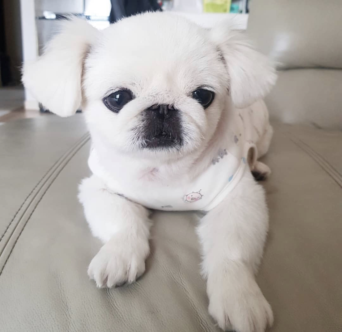 white Pekingeses puppy lying on the couch