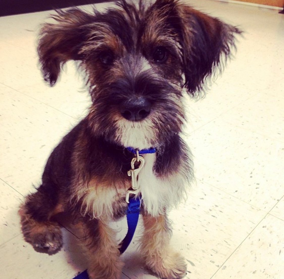 Schnauzer German Schepherd puppy sitting on the floor