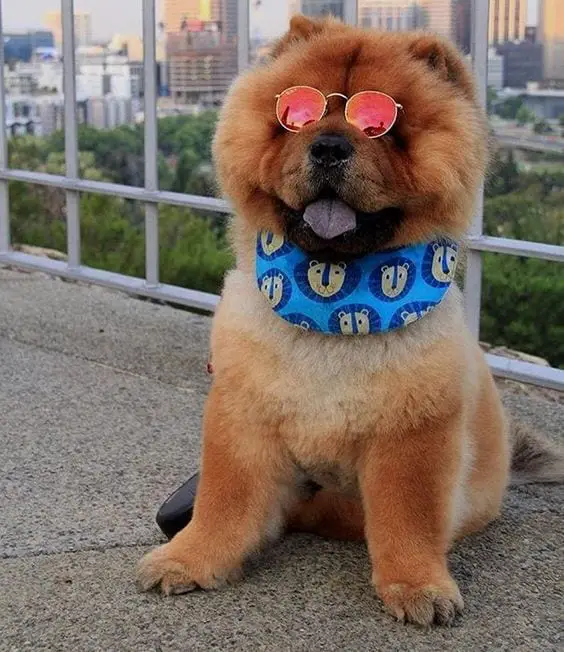 A Chow Chow wearing sunglasses while sitting in the balcony