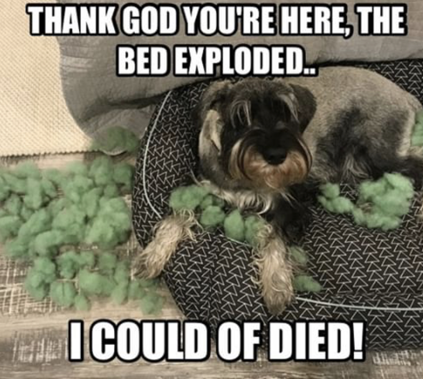 Schnauzer lying on its bed with a torn bed foam fillers photo with a text 