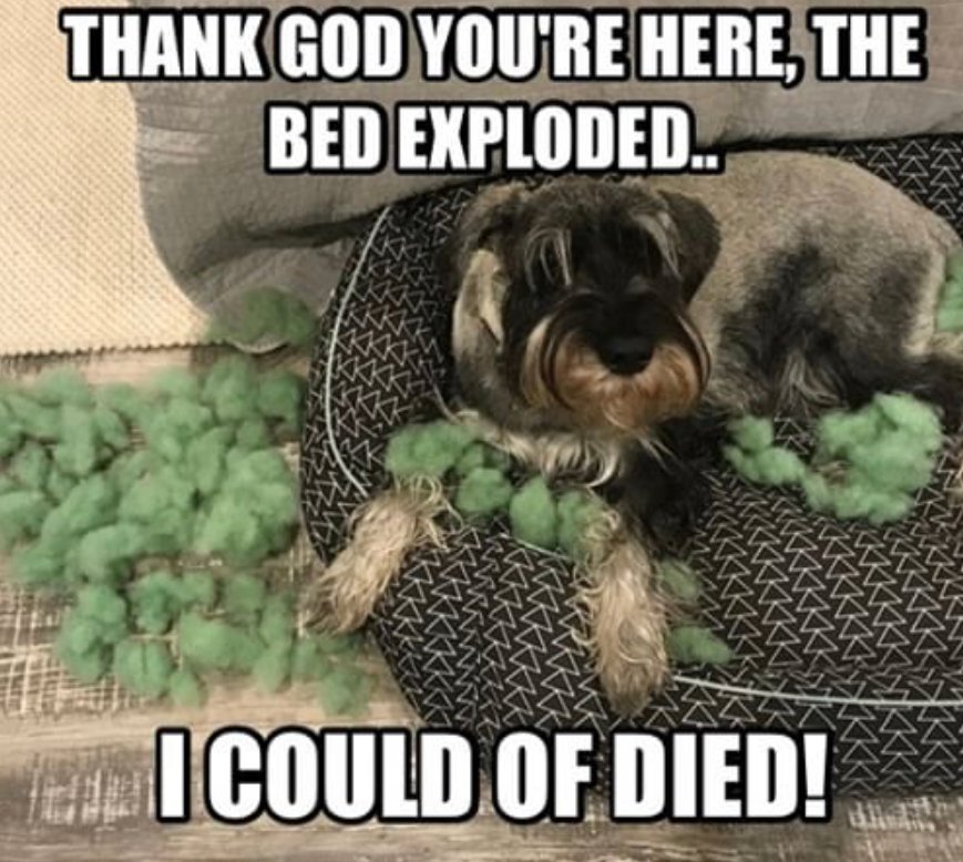 Schnauzer lying on its bed with a torn bed foam fillers photo with a text